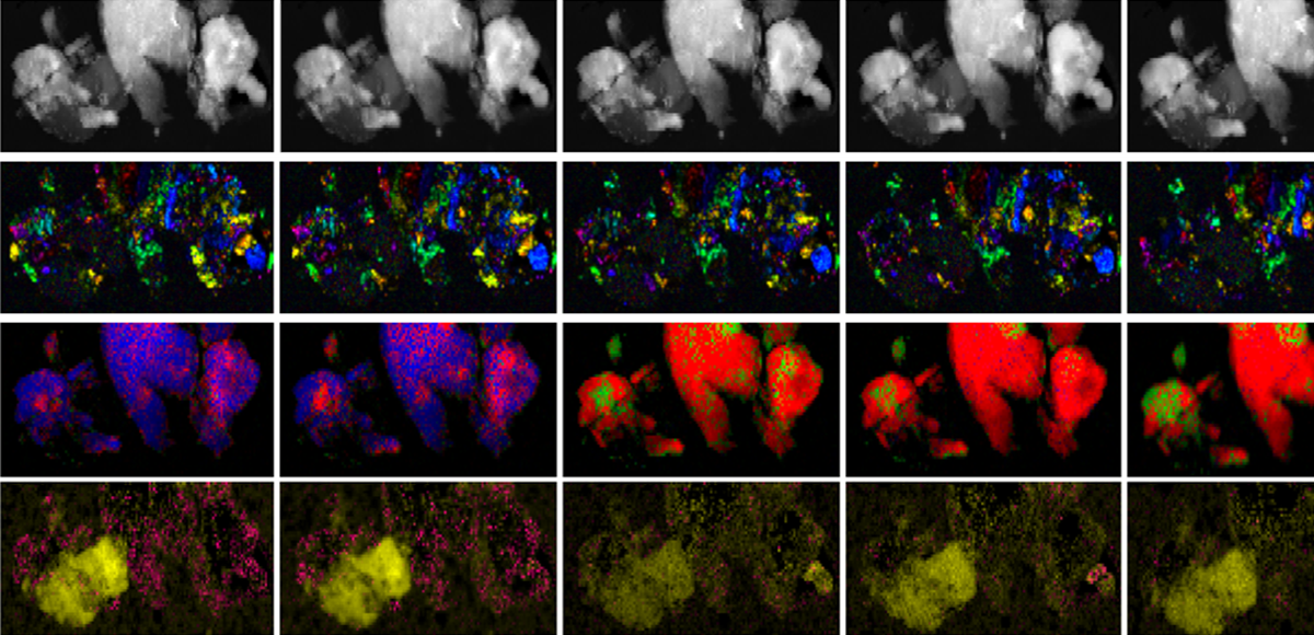 DigitalMicrograph v3.61