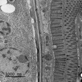 High-resolution image of C. elegans stomach sample